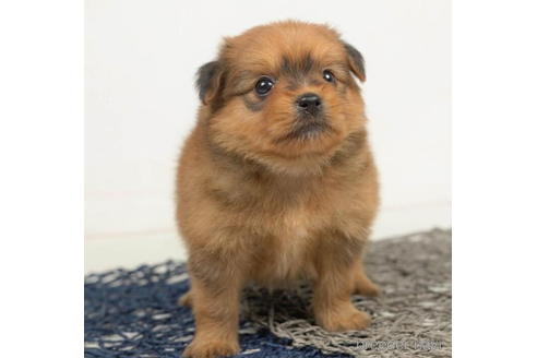 成約済の千葉県のミックス犬-211995の3枚目